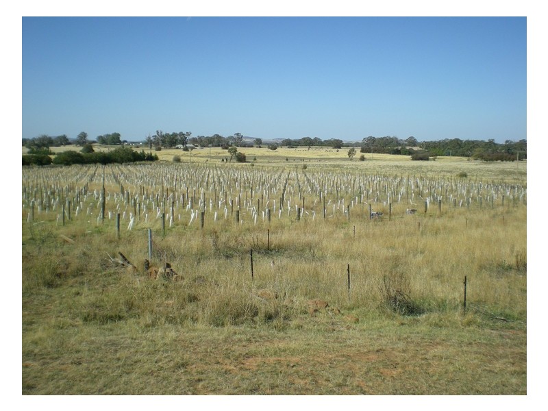 - Cnr Orchard Road and Forest Reefs Road, Orange NSW 2800