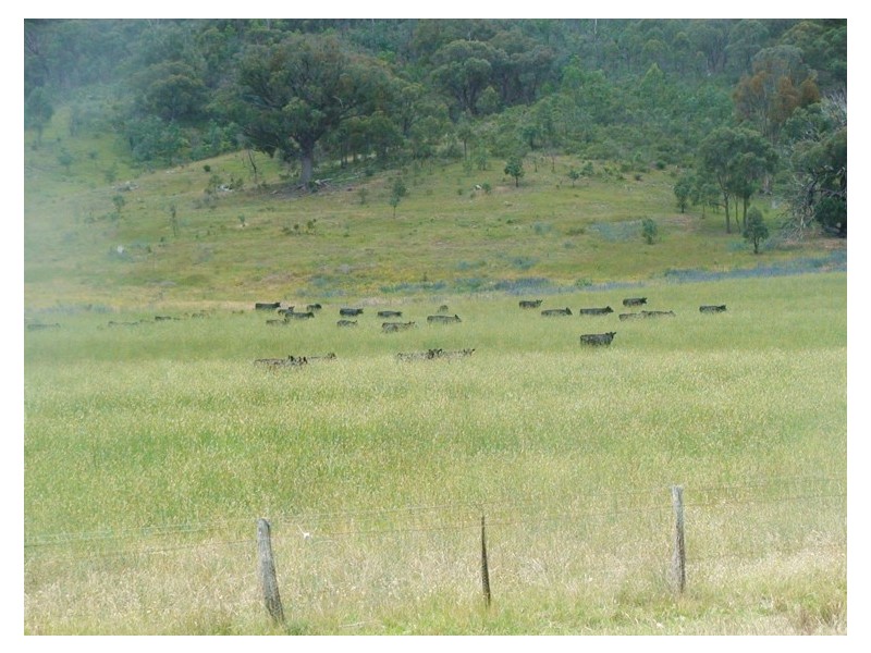 - Gowan Road, Gowan NSW 2795