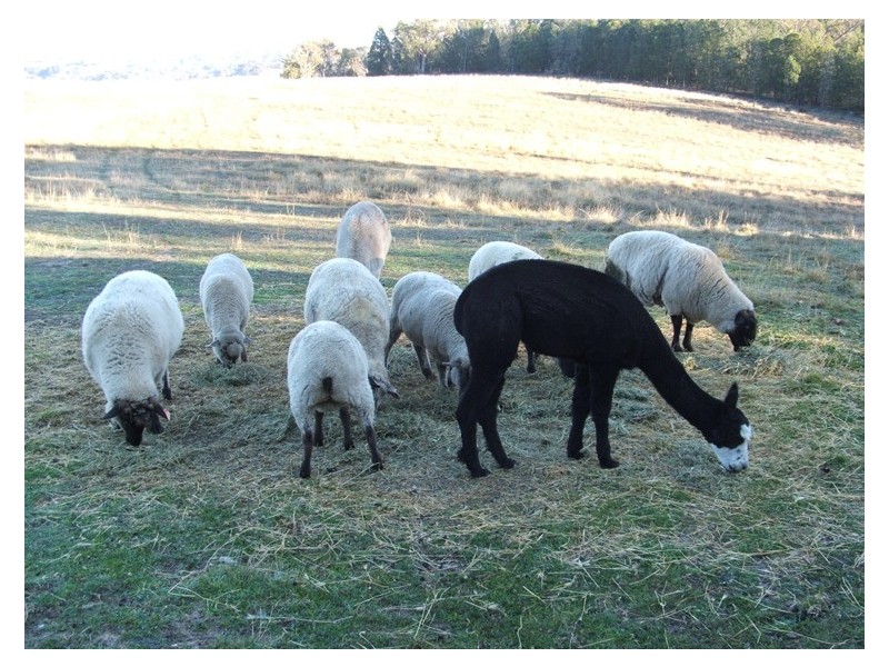 341 Horton Drive, Woodstock NSW 2793