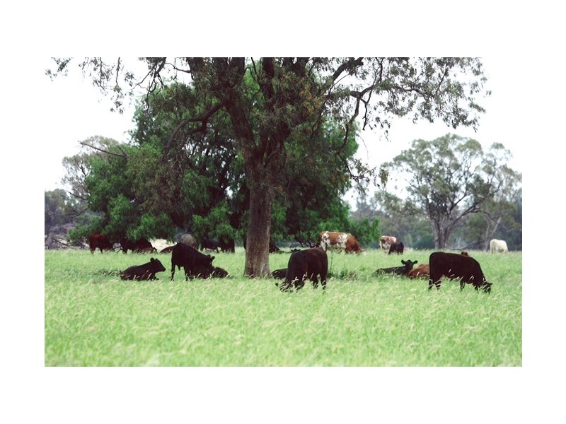 - Coonamble, Coonamble NSW 2829