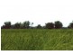 - Coonamble, Coonamble NSW 2829