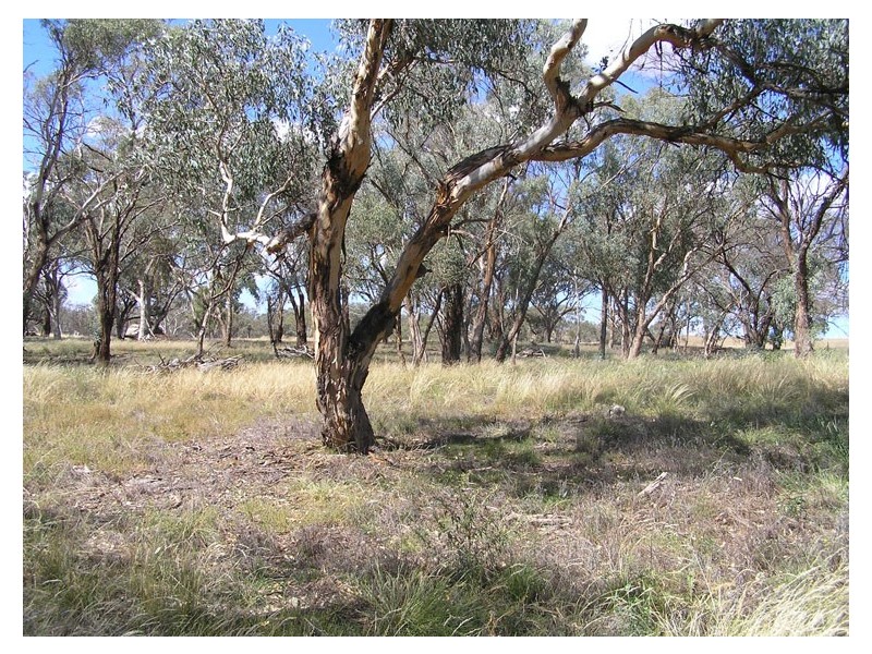 Lot 4 Stapletons Road, Molong NSW 2866