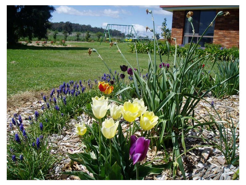 213 East Guyong Road, Orange NSW 2800