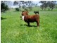 213 East Guyong Road, Orange NSW 2800