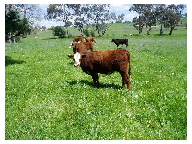 213 East Guyong Road, Orange NSW 2800
