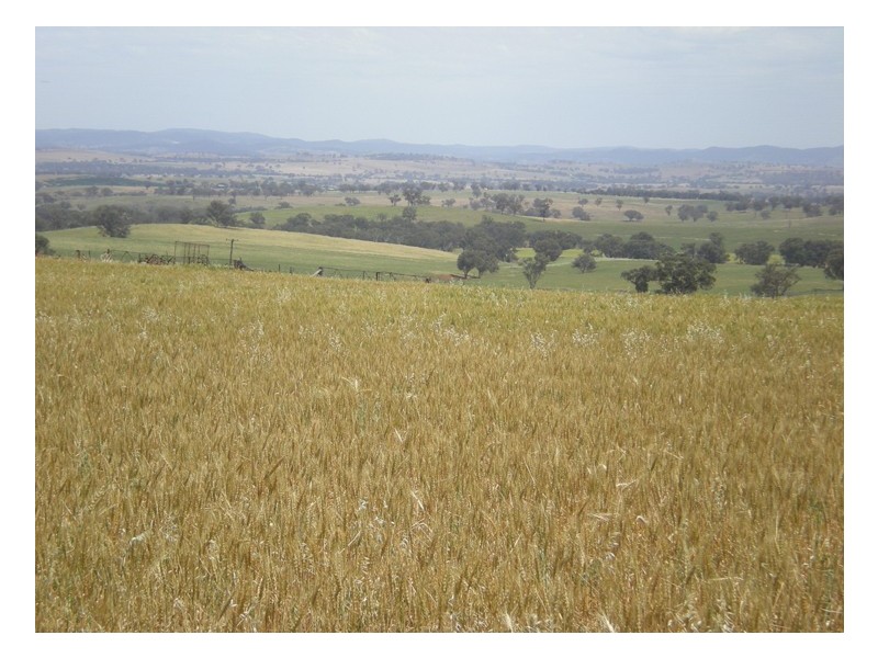 406 Nanami Lane, Orange NSW 2800