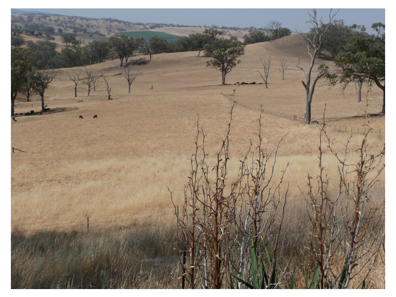 2405 Mitchell Highway, Molong NSW 2866