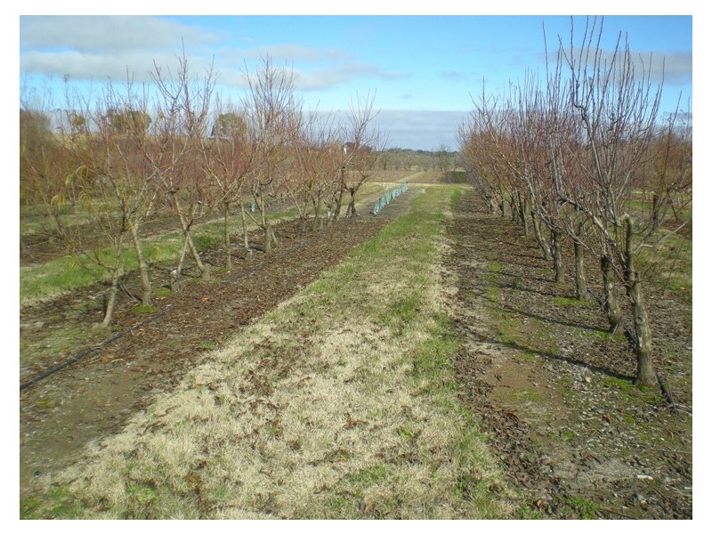 53 Shepherd Road, Orange NSW 2800