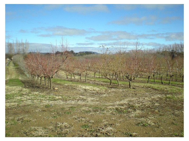 53 Shepherd Road, Orange NSW 2800