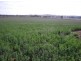 167 Sussex Lane, Cudal NSW 2864