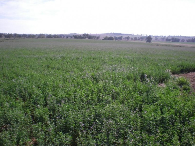 167 Sussex Lane, Cudal NSW 2864