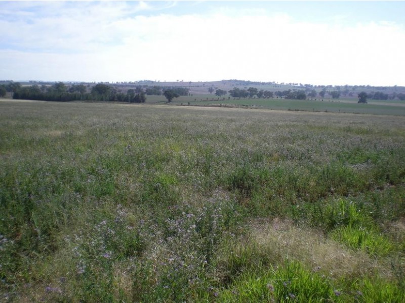 167 Sussex Lane, Cudal NSW 2864