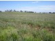 167 Sussex Lane, Cudal NSW 2864
