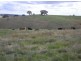- Griffin Road, Orange NSW 2800