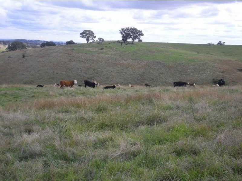 - Griffin Road, Orange NSW 2800