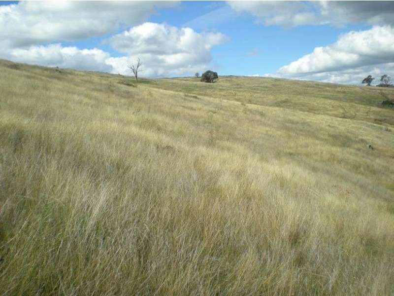 - Griffin Road, Orange NSW 2800