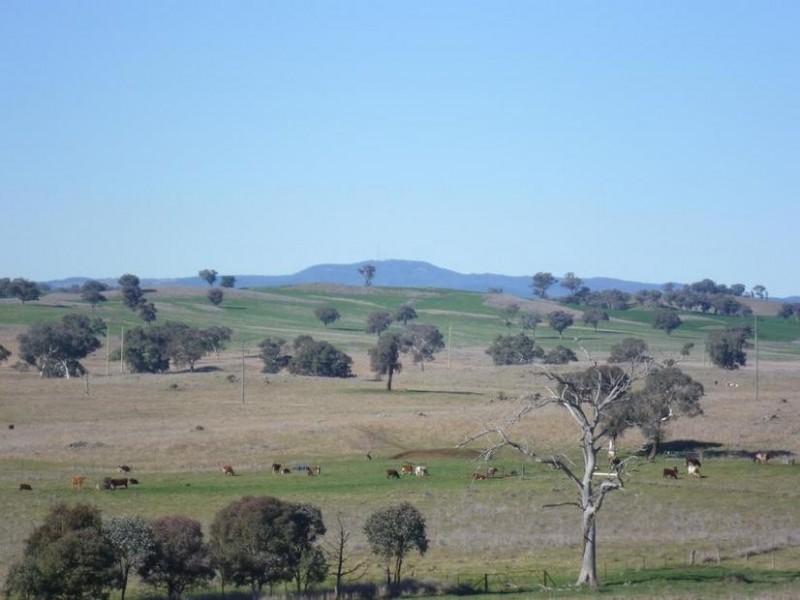 104 Yuranigh Road, Molong NSW 2866