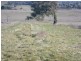 104 Yuranigh Road, Molong NSW 2866