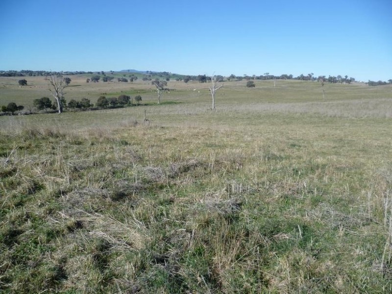104 Yuranigh Road, Molong NSW 2866