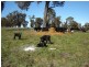 90 Sunset Hills Road, Neville NSW 2799
