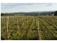 613 Cargo Road, Orange NSW 2800