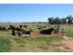 206 Avenel Road, Cargo NSW 2800