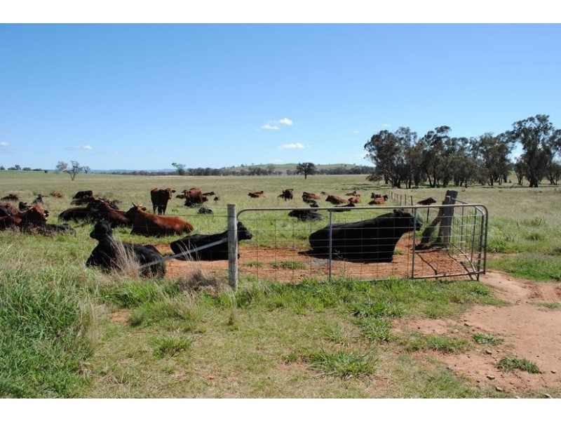 206 Avenel Road, Cargo NSW 2800