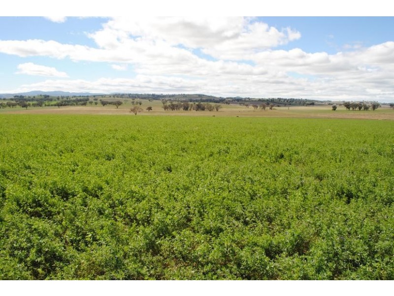 206 Avenel Road, Cargo NSW 2800