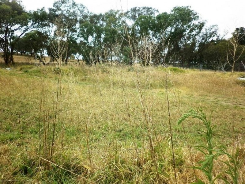 8 Betts Street, Molong NSW 2866