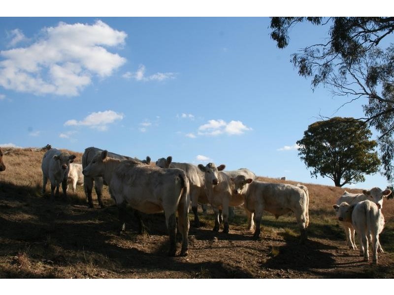 1476 Carcoar Road, Carcoar NSW 2791