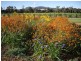 131 Nashdale Lane, Orange NSW 2800