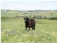 1190 Mitchell Highway, Orange NSW 2800