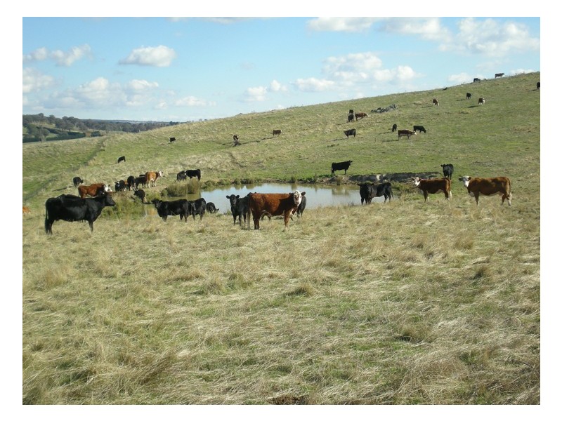 - Griffin Road, Orange NSW 2800