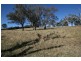 229 Convent Lane, Orange NSW 2800