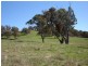 102 Sandy Creek Road, Molong NSW 2866