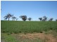 608 Peabody Road, Molong NSW 2866