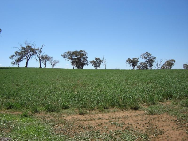 608 Peabody Road, Molong NSW 2866