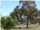 608 Peabody Road, Molong NSW 2866