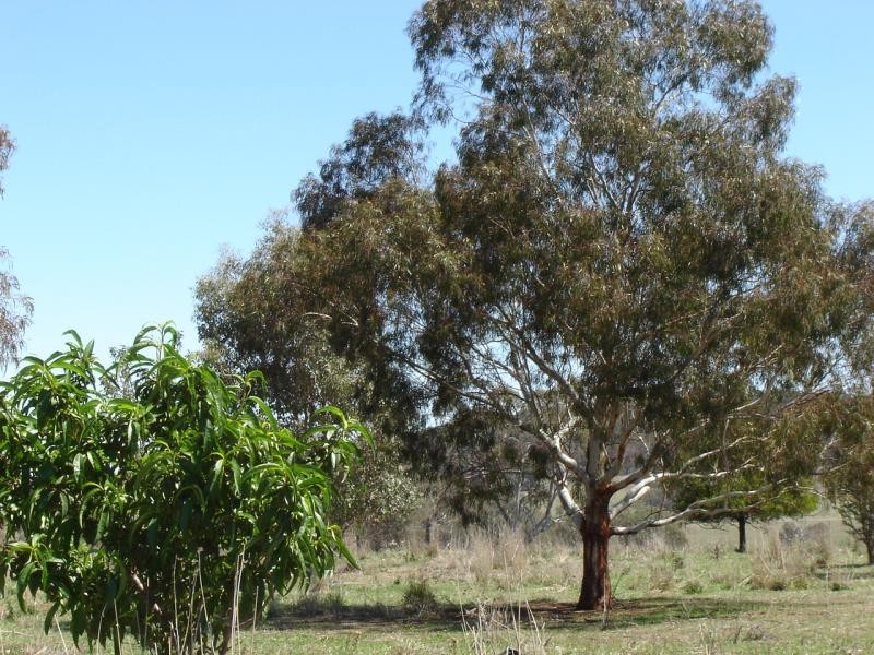 608 Peabody Road, Molong NSW 2866