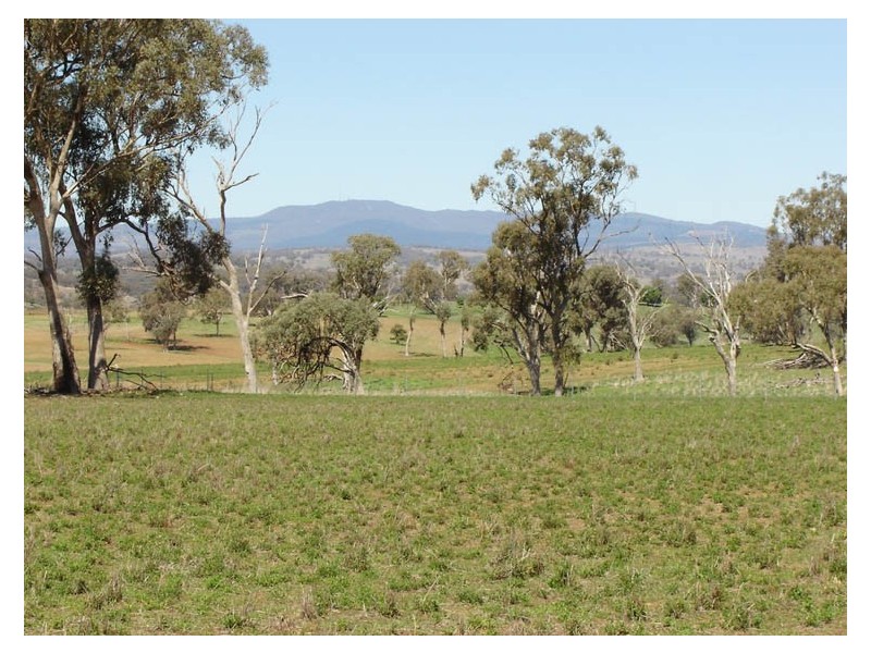 608 Peabody Road, Molong NSW 2866