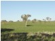 608 Peabody Road, Molong NSW 2866