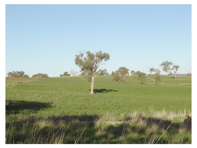 608 Peabody Road, Molong NSW 2866