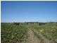 Lot 202 Jennings Lane, Molong NSW 2866