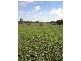 – Burra Burra, Molong NSW 2866