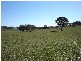 – Burra Burra, Molong NSW 2866