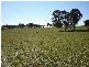– Burra Burra, Molong NSW 2866
