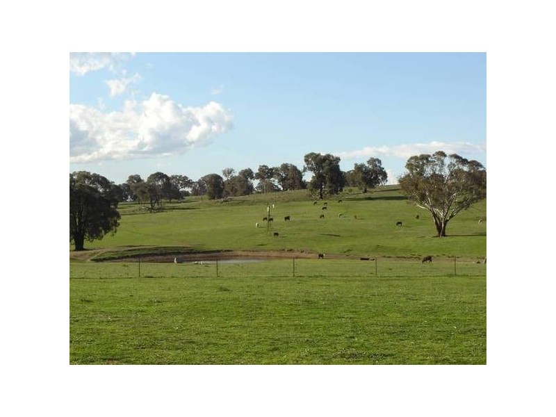 – Burra Burra, Molong NSW 2866