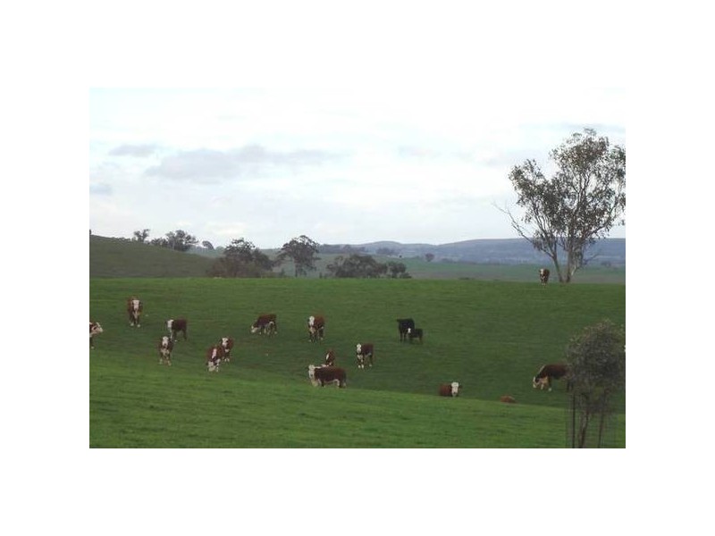 Malongullie, Manildra Road, Molong NSW 2866