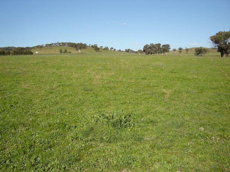Lot 206 Beri, Euchareena Road, Molong NSW 2866
