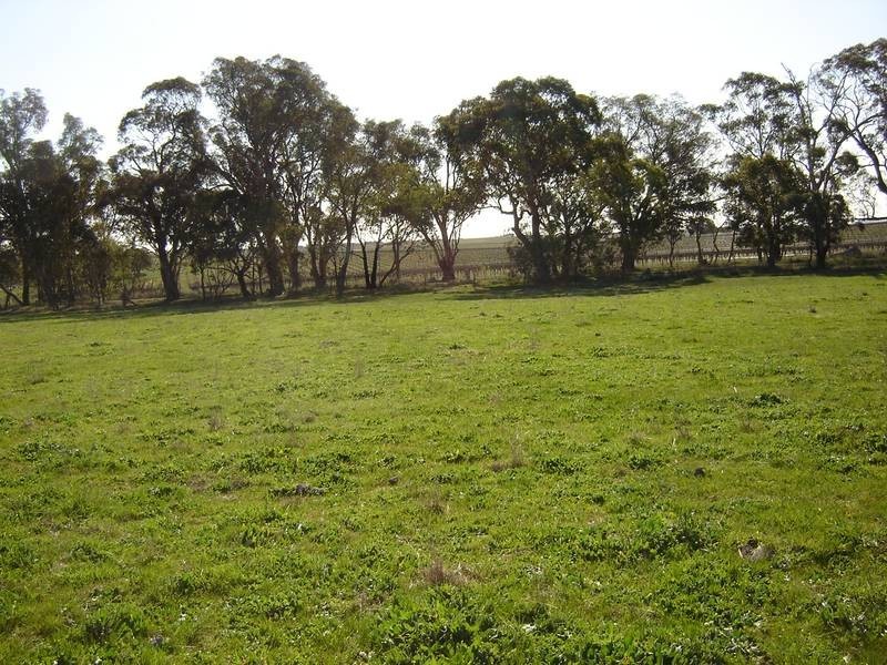 Lot 206 Beri, Euchareena Road, Molong NSW 2866